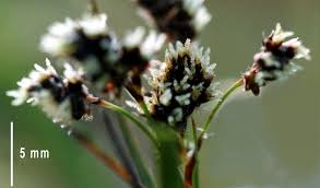 Attēlu rezultāti vaicājumam “Luzula multiflora fruit”