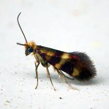 Attēlu rezultāti vaicājumam “Micropterix aureatella”