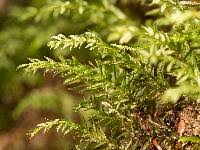 Attēlu rezultāti vaicājumam “Mnium hornum sporophyte”