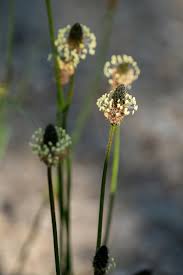 Attēlu rezultāti vaicājumam “Plantago lanceolata flower”