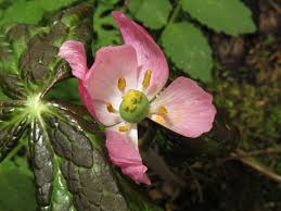 Attēlu rezultāti vaicājumam “Podophyllum hexandrum flower”