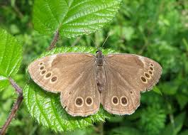 Attēlu rezultāti vaicājumam “Lopinga achine underside”