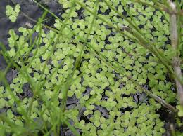 Attēlu rezultāti vaicājumam “Lemna minor”