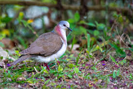 Attēlu rezultāti vaicājumam “Columbiformes”