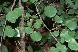 Attēlu rezultāti vaicājumam “Populus tremula”