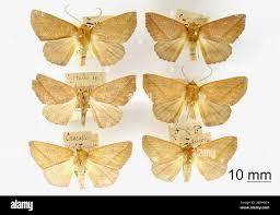 Attēlu rezultāti vaicājumam “Crocallis elinguaria imago”