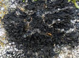 Attēlu rezultāti vaicājumam “Collema flaccidum”