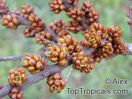 Attēlu rezultāti vaicājumam “Hippophae rhamnoides male flower”