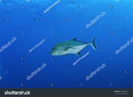 Image result for Caranx lugubris