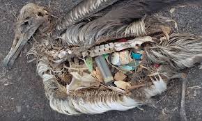 Image result for albatross dead chick