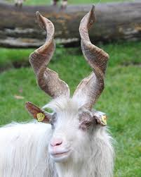 Attēlu rezultāti vaicājumam “Capra”