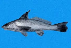 Image result for Menticirrhus americanus