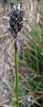 Attēlu rezultāti vaicājumam “Sesleria caerulea bud”