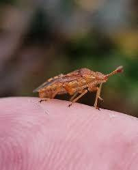 Attēlu rezultāti vaicājumam “Rhopalus maculatus imago”