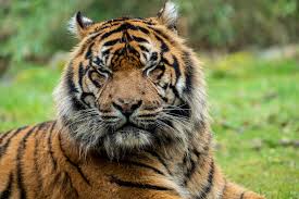 Afbeeldingsresultaat voor tijgers