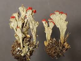 Attēlu rezultāti vaicājumam “Cladonia coccifera”