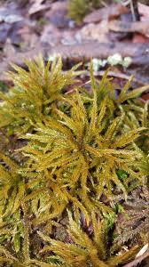 Attēlu rezultāti vaicājumam “Climacium dendroides sporophyte”