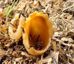 Attēlu rezultāti vaicājumam “Hymenoscyphus sp.”