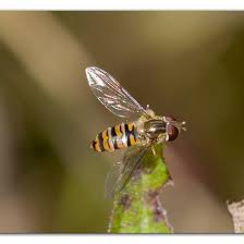 Attēlu rezultāti vaicājumam “Episyrphus balteatus”