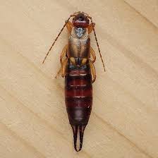 Attēlu rezultāti vaicājumam “Forficula auricularia female”