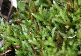 Attēlu rezultāti vaicājumam “Brachythecium rutabulum”