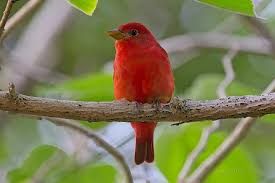Image result for Piranga rubra