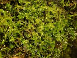 Attēlu rezultāti vaicājumam “Anastrophyllum hellerianum”