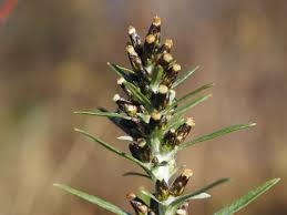 Attēlu rezultāti vaicājumam “Gnaphalium sylvaticum”