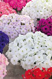 Image result for Petunia
