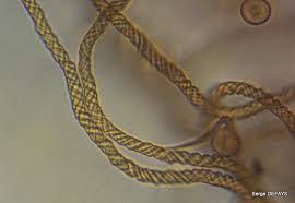 Attēlu rezultāti vaicājumam “Trichia ambigua”