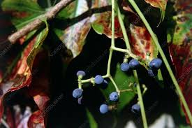 Attēlu rezultāti vaicājumam “Parthenocissus quinquefolia fruit”