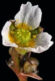 Attēlu rezultāti vaicājumam “Alisma gramineum flower”