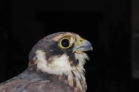 Attēlu rezultāti vaicājumam “Falco subbuteo adult”