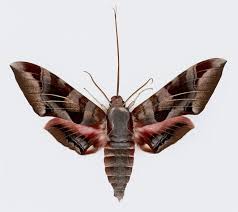 Image result for hawk moth