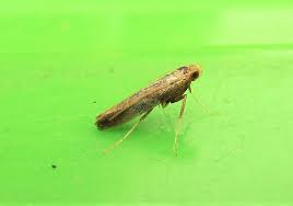 Attēlu rezultāti vaicājumam “Caloptilia alchimiella”