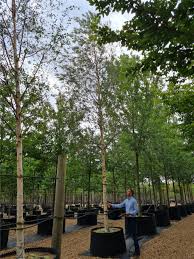 Attēlu rezultāti vaicājumam “Betula pubescens”