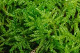 Attēlu rezultāti vaicājumam “Pseudoscleropodium purum”