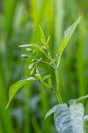Attēlu rezultāti vaicājumam “Solanum dulcamara leaf”
