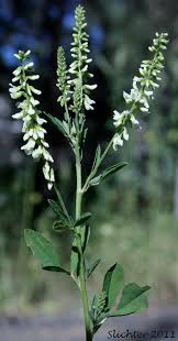 Attēlu rezultāti vaicājumam “Melilotus”