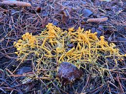 Attēlu rezultāti vaicājumam “Physarum globuliferum”