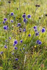 Image result for Succisa pratensis