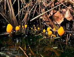 Attēlu rezultāti vaicājumam “Mitrula paludosa”