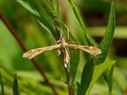 Attēlu rezultāti vaicājumam “Gillmeria pallidactyla”