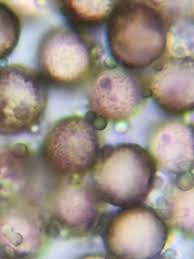 Attēlu rezultāti vaicājumam “Physarum braunianum sessile”