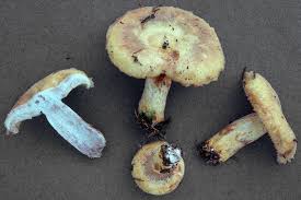 Attēlu rezultāti vaicājumam “Lactarius repraesentaneus”