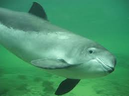 Image result for Phocoena phocoena
