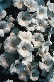 Image result for Lavatera trimestris