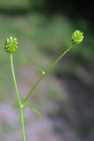 Attēlu rezultāti vaicājumam “Ranunculus flammula fruit”