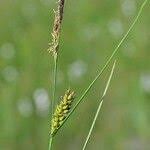 Attēlu rezultāti vaicājumam “Carex lasiocarpa leaf”