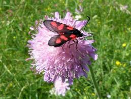 Attēlu rezultāti vaicājumam “Knautia arvensis bud”